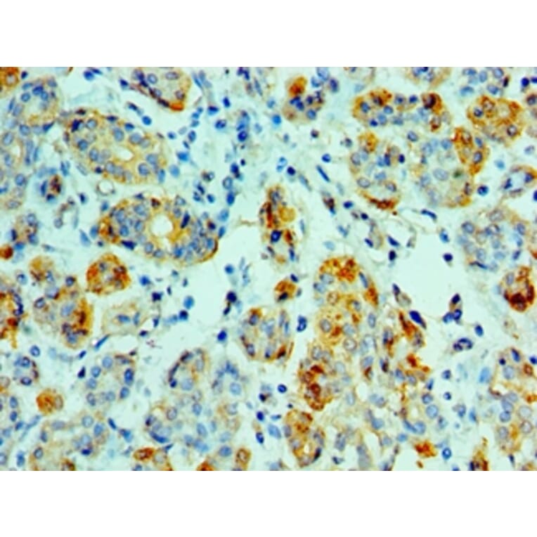 Immunohistochemistry - AMY1A Polyclonal Antibody from Signalway Antibody (42633) - Antibodies.com