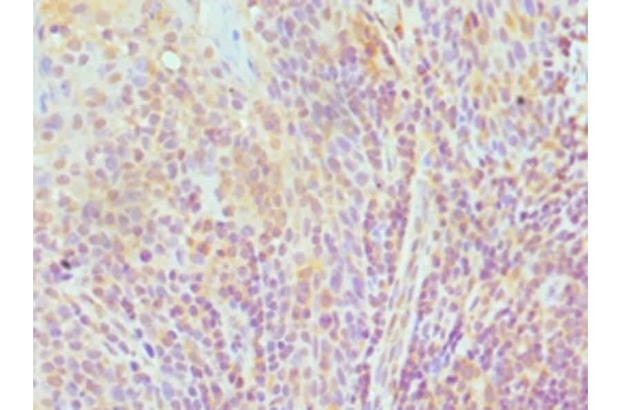 Immunohistochemistry - TCEB3 Polyclonal Antibody from Signalway Antibody (42651) - Antibodies.com