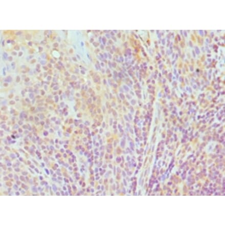 Immunohistochemistry - TCEB3 Polyclonal Antibody from Signalway Antibody (42651) - Antibodies.com