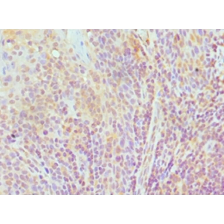 Immunohistochemistry - TCEB3 Polyclonal Antibody from Signalway Antibody (42651) - Antibodies.com