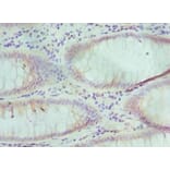 Immunohistochemistry - TCEB3 Polyclonal Antibody from Signalway Antibody (42651) - Antibodies.com