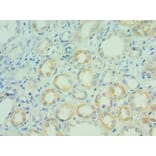 Immunohistochemistry - BCL7C Polyclonal Antibody from Signalway Antibody (42666) - Antibodies.com