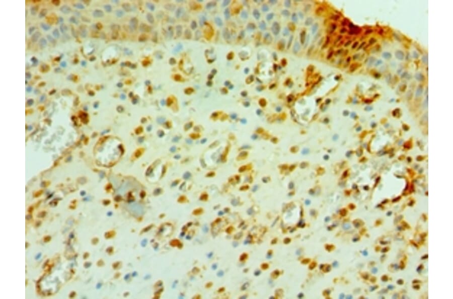 Immunohistochemistry - CNOT8 Polyclonal Antibody from Signalway Antibody (42682) - Antibodies.com