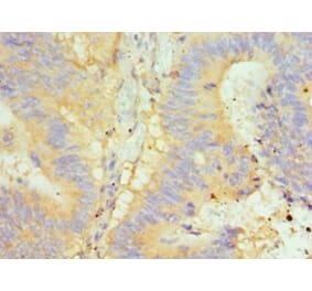 Immunohistochemistry - GLRX2 Polyclonal Antibody from Signalway Antibody (42684) - Antibodies.com