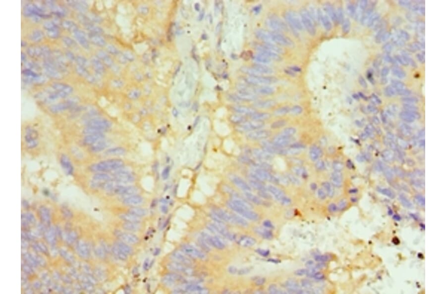 Immunohistochemistry - GLRX2 Polyclonal Antibody from Signalway Antibody (42684) - Antibodies.com