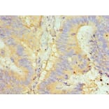 Immunohistochemistry - GLRX2 Polyclonal Antibody from Signalway Antibody (42684) - Antibodies.com