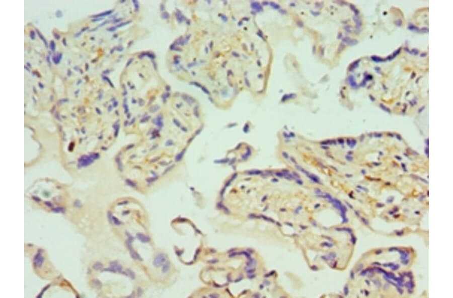 Immunohistochemistry - GLRX2 Polyclonal Antibody from Signalway Antibody (42684) - Antibodies.com