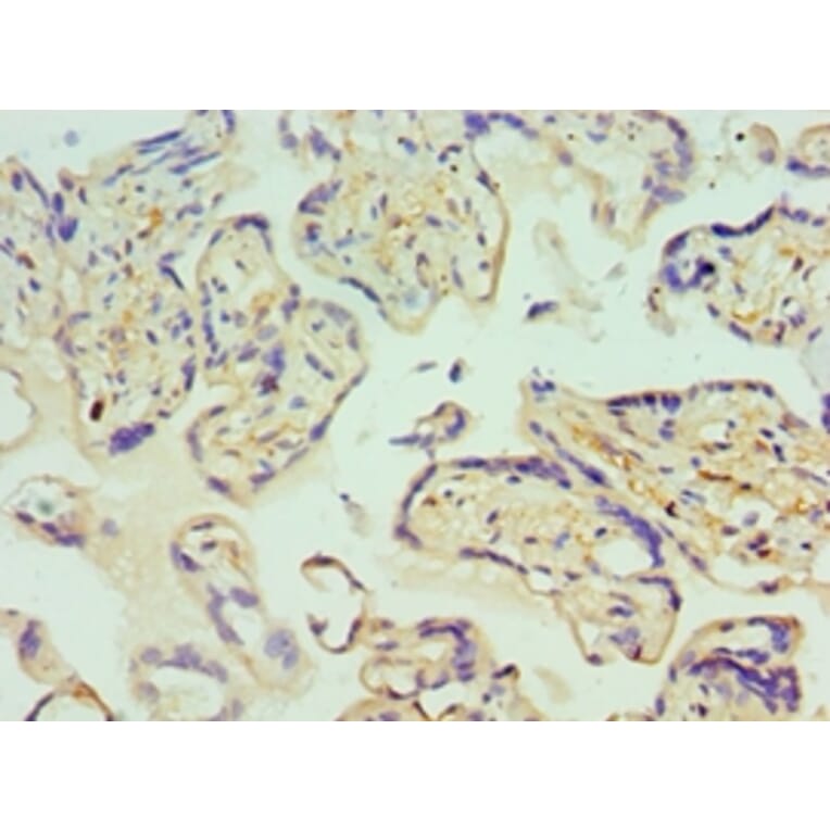 Immunohistochemistry - GLRX2 Polyclonal Antibody from Signalway Antibody (42684) - Antibodies.com
