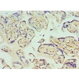 Immunohistochemistry - GLRX2 Polyclonal Antibody from Signalway Antibody (42684) - Antibodies.com