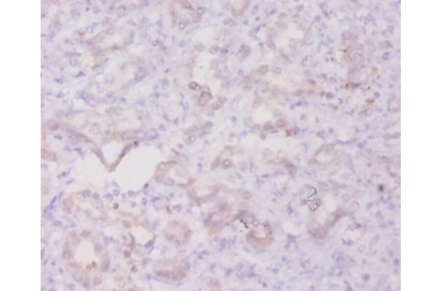 Immunohistochemistry - Transforming growth factor beta-3 Polyclonal Antibody from Signalway Antibody (42614)