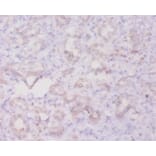 Immunohistochemistry - Transforming growth factor beta-3 Polyclonal Antibody from Signalway Antibody (42614)