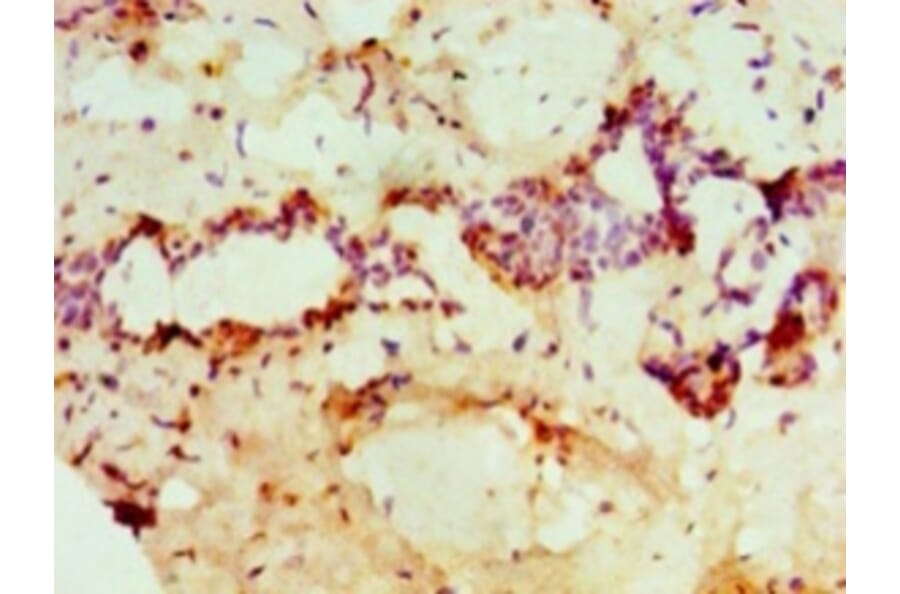 Immunohistochemistry - Protein-arginine deiminase type-2 Polyclonal Antibody from Signalway Antibody (42694)