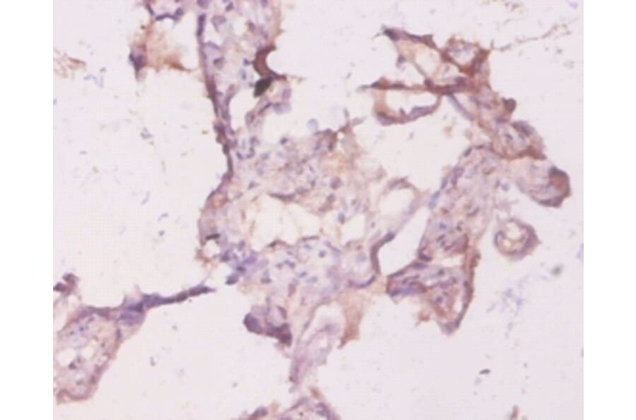 Immunohistochemistry - Transforming protein RhoA Polyclonal Antibody from Signalway Antibody - Antibodies.com