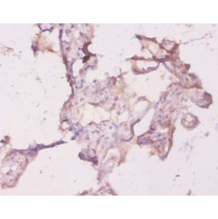Immunohistochemistry - Transforming protein RhoA Polyclonal Antibody from Signalway Antibody - Antibodies.com