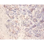 Immunohistochemistry - Islet amyloid polypeptide Polyclonal Antibody from Signalway Antibody - Antibodies.com