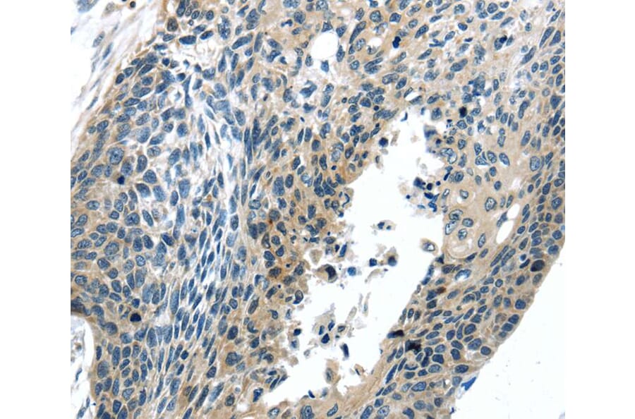 Immunohistochemistry - BOK (BH3 domain) Antibody from Signalway Antibody (40191) - Antibodies.com