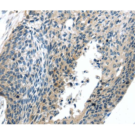 Immunohistochemistry - BOK (BH3 domain) Antibody from Signalway Antibody (40191) - Antibodies.com