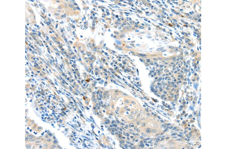 Immunohistochemistry - BOK (BH3 domain) Antibody from Signalway Antibody (40191) - Antibodies.com