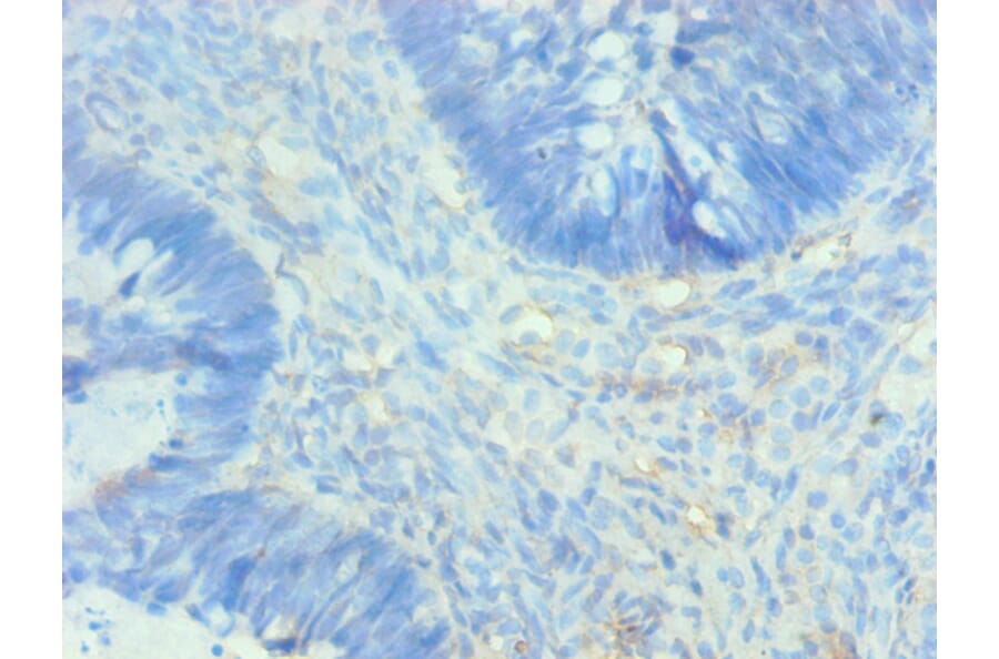 Immunohistochemistry - AHSG Monoclonal Antibody from Signalway Antibody (42014) - Antibodies.com