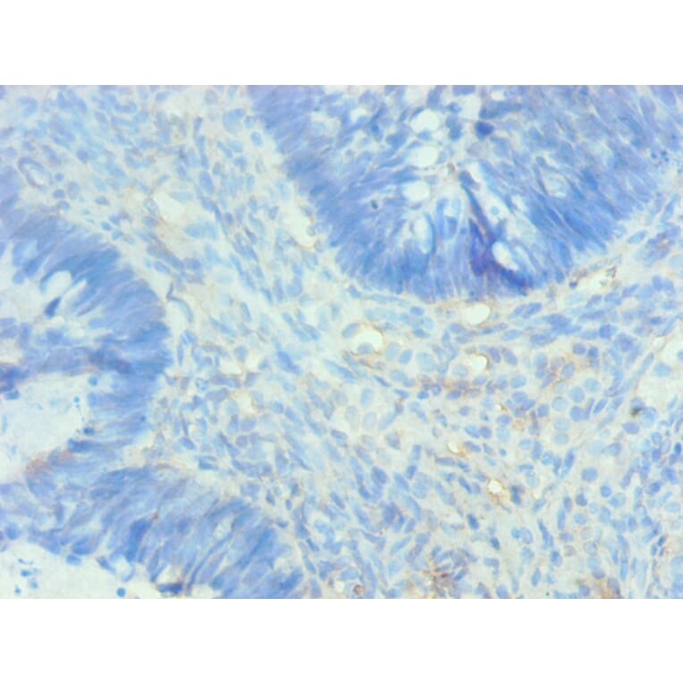 Immunohistochemistry - AHSG Monoclonal Antibody from Signalway Antibody (42014) - Antibodies.com