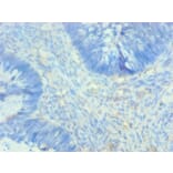 Immunohistochemistry - AHSG Monoclonal Antibody from Signalway Antibody (42014) - Antibodies.com