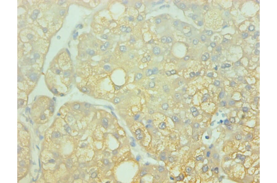 Immunohistochemistry - AHSG Monoclonal Antibody from Signalway Antibody (42014) - Antibodies.com