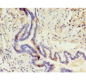 Immunohistochemistry - CD14 Monoclonal Antibody from Signalway Antibody (42017) - Antibodies.com