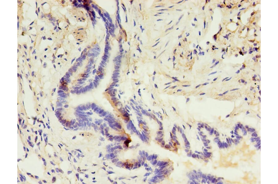 Immunohistochemistry - CD14 Monoclonal Antibody from Signalway Antibody (42017) - Antibodies.com