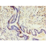 Immunohistochemistry - CD14 Monoclonal Antibody from Signalway Antibody (42017) - Antibodies.com