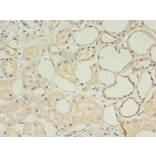 Immunohistochemistry - CD14 Monoclonal Antibody from Signalway Antibody (42017) - Antibodies.com