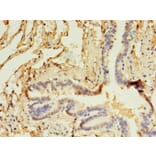 Immunohistochemistry - CD14 Monoclonal Antibody from Signalway Antibody (42017) - Antibodies.com