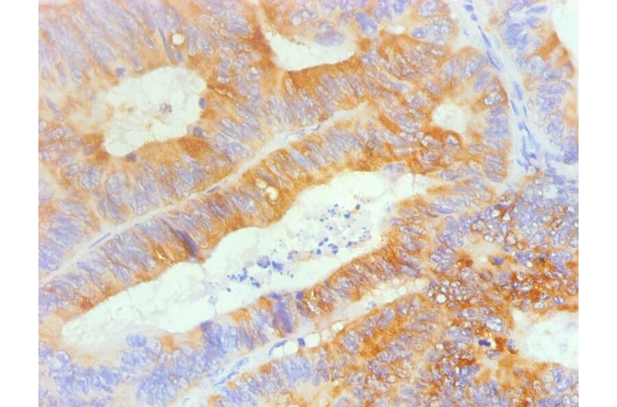 Immunohistochemistry - TFF3 Monoclonal Antibody from Signalway Antibody (42028) - Antibodies.com