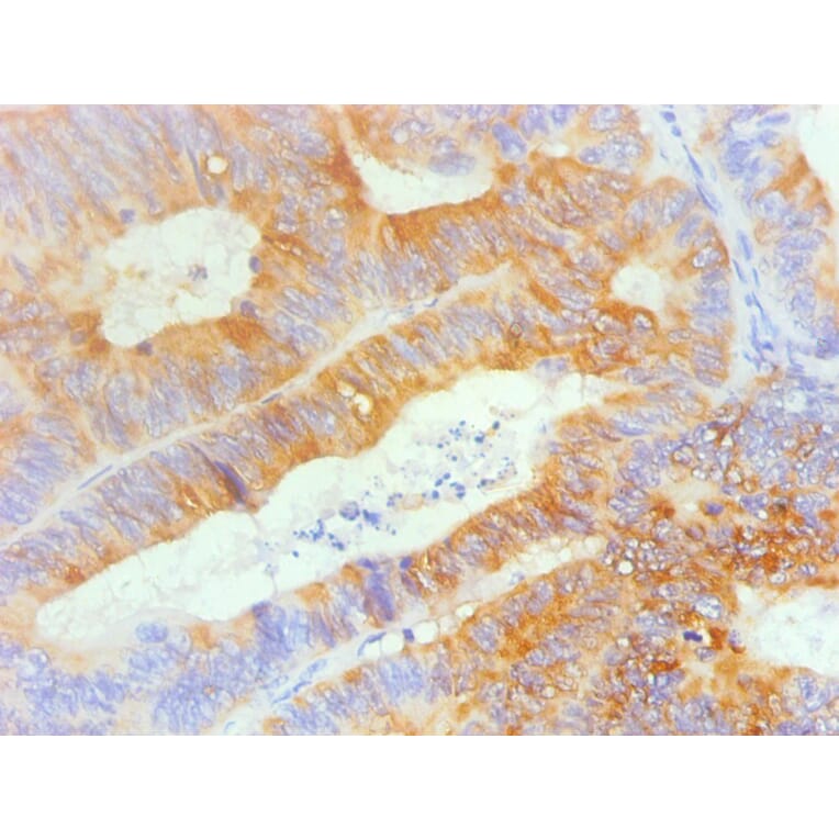 Immunohistochemistry - TFF3 Monoclonal Antibody from Signalway Antibody (42028) - Antibodies.com