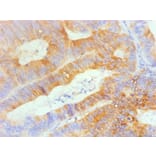 Immunohistochemistry - TFF3 Monoclonal Antibody from Signalway Antibody (42028) - Antibodies.com