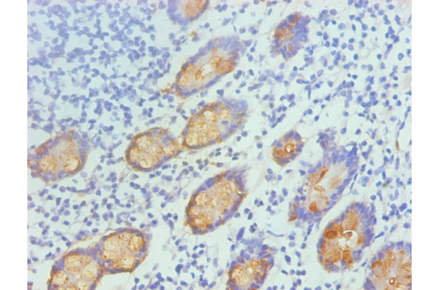 Immunohistochemistry - TFF3 Monoclonal Antibody from Signalway Antibody (42028) - Antibodies.com