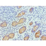 Immunohistochemistry - TFF3 Monoclonal Antibody from Signalway Antibody (42028) - Antibodies.com
