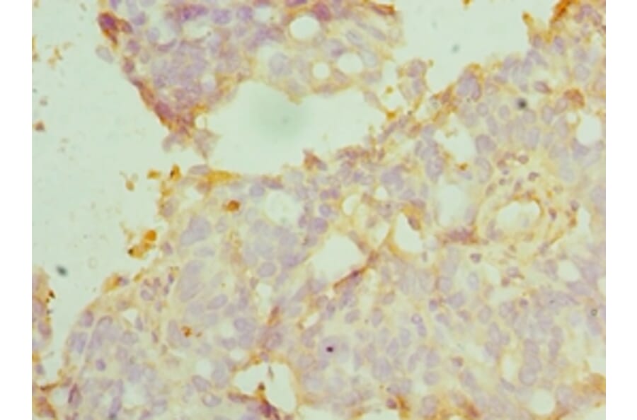 Immunohistochemistry - MANF Polyclonal Antibody from Signalway Antibody (42071) - Antibodies.com