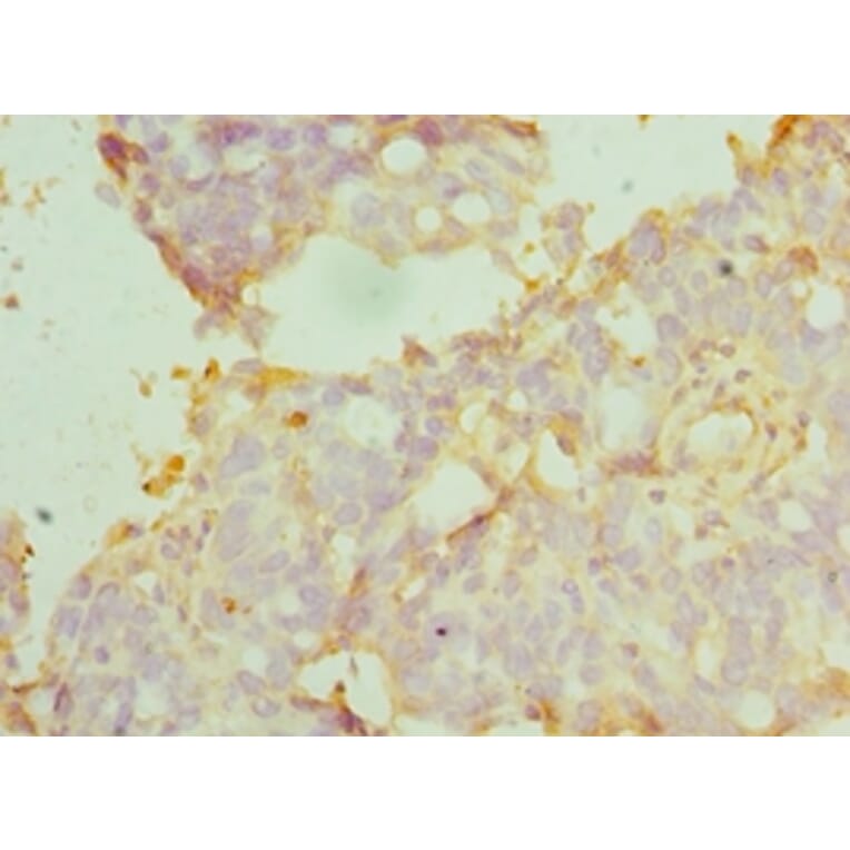 Immunohistochemistry - MANF Polyclonal Antibody from Signalway Antibody (42071) - Antibodies.com