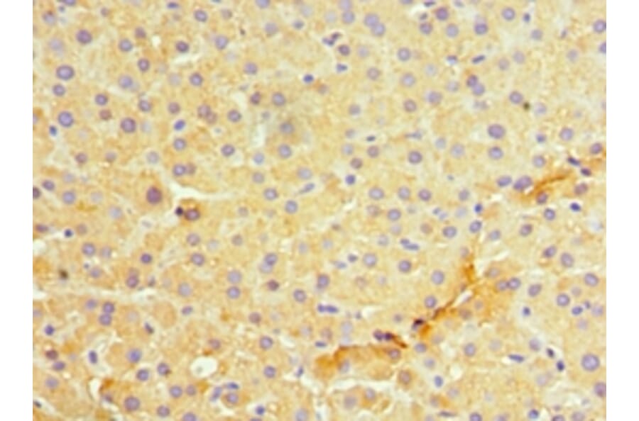 Immunohistochemistry - MANF Polyclonal Antibody from Signalway Antibody (42071) - Antibodies.com
