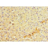 Immunohistochemistry - MANF Polyclonal Antibody from Signalway Antibody (42071) - Antibodies.com