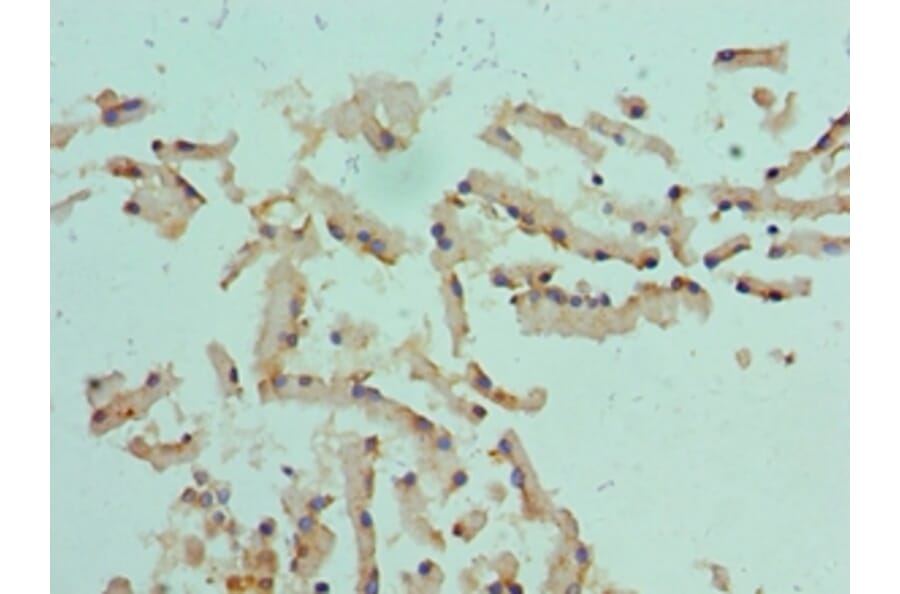Immunohistochemistry - CST1 Polyclonal Antibody from Signalway Antibody (42138) - Antibodies.com