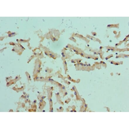 Immunohistochemistry - CST1 Polyclonal Antibody from Signalway Antibody (42138) - Antibodies.com