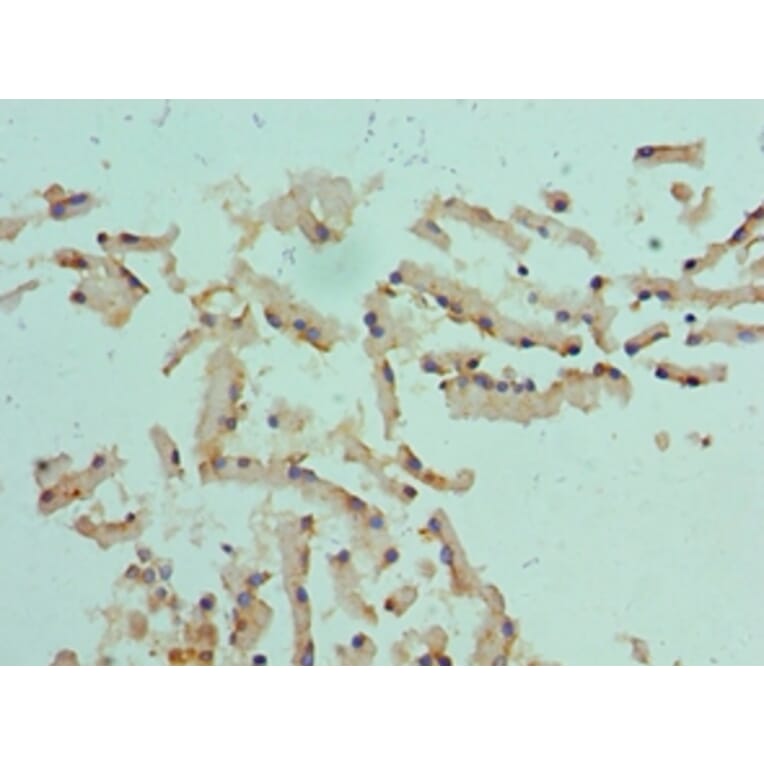 Immunohistochemistry - CST1 Polyclonal Antibody from Signalway Antibody (42138) - Antibodies.com