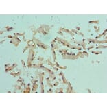 Immunohistochemistry - CST1 Polyclonal Antibody from Signalway Antibody (42138) - Antibodies.com