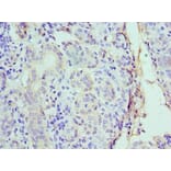 Immunohistochemistry - CST1 Polyclonal Antibody from Signalway Antibody (42138) - Antibodies.com