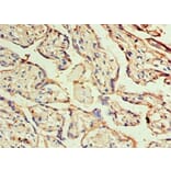 Immunohistochemistry - DLX3 Polyclonal Antibody from Signalway Antibody (42149) - Antibodies.com