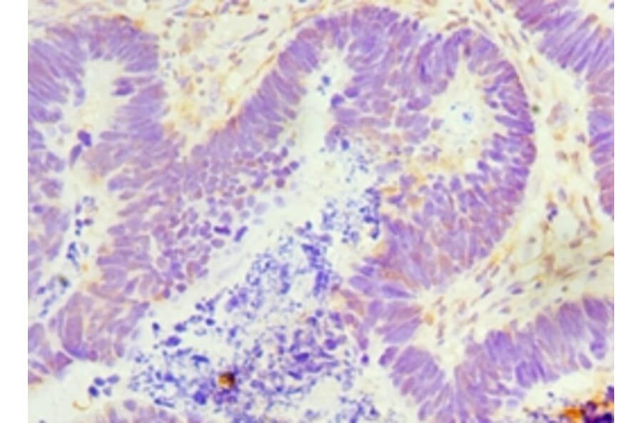 Immunohistochemistry - GDF5 Polyclonal Antibody from Signalway Antibody (42177) - Antibodies.com