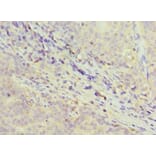 Immunohistochemistry - GDF5 Polyclonal Antibody from Signalway Antibody (42177) - Antibodies.com