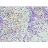 Immunohistochemistry - NONO Polyclonal Antibody from Signalway Antibody (42655) - Antibodies.com