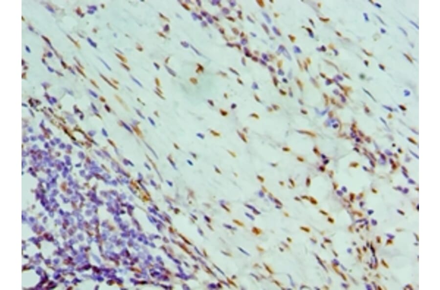 Immunohistochemistry - NONO Polyclonal Antibody from Signalway Antibody (42655) - Antibodies.com